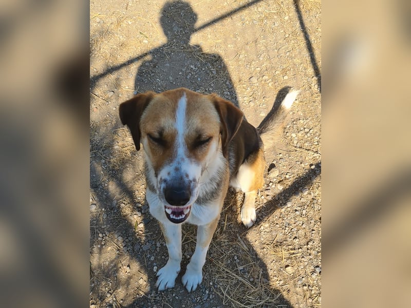 Thor - Traumhund sucht Familie