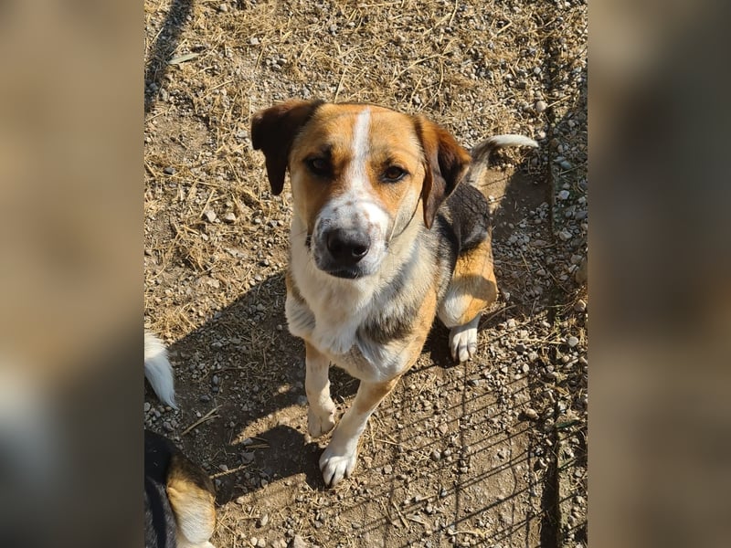 Thor - Traumhund sucht Familie