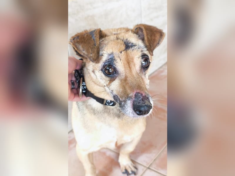 ❤️PANCHO❤️  ❗NOTFALL❗