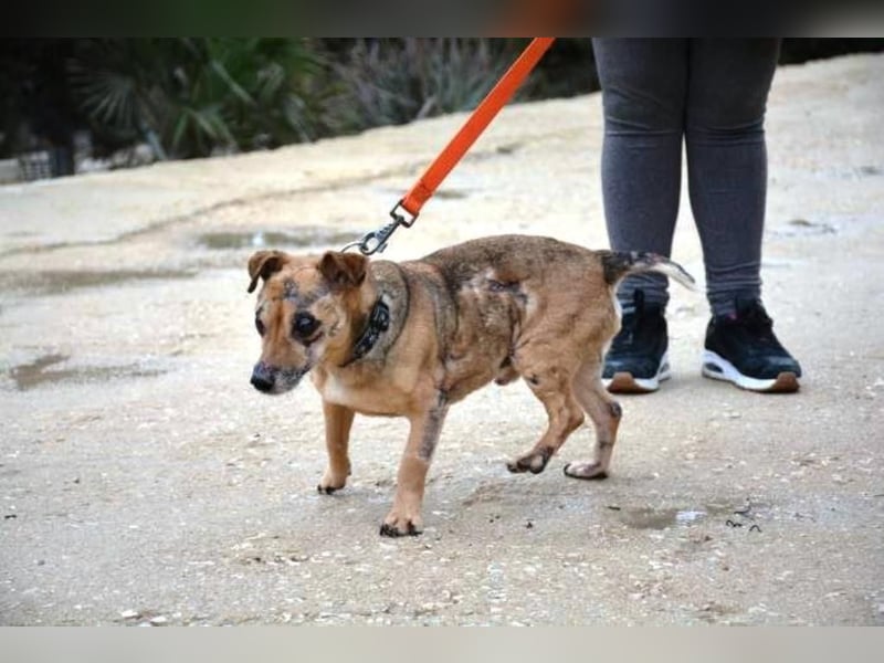 ❤️PANCHO❤️  ❗NOTFALL❗