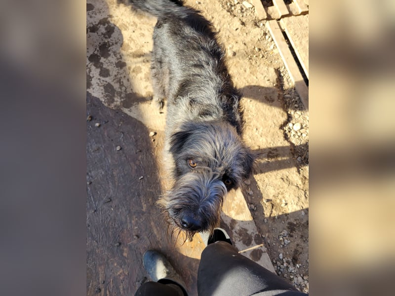 Kuscheliger Ricky sucht sein Zuhause