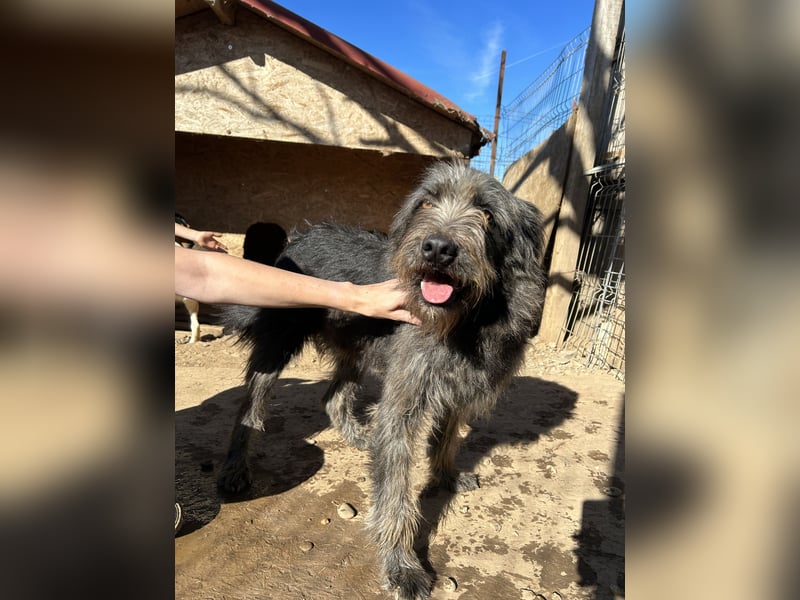 Kuscheliger Ricky sucht sein Zuhause
