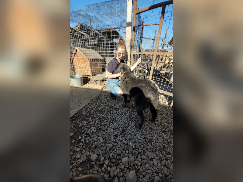 Kuscheliger Ricky sucht sein Zuhause