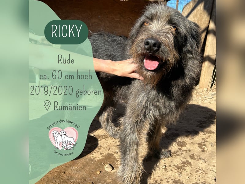 Kuscheliger Ricky sucht sein Zuhause