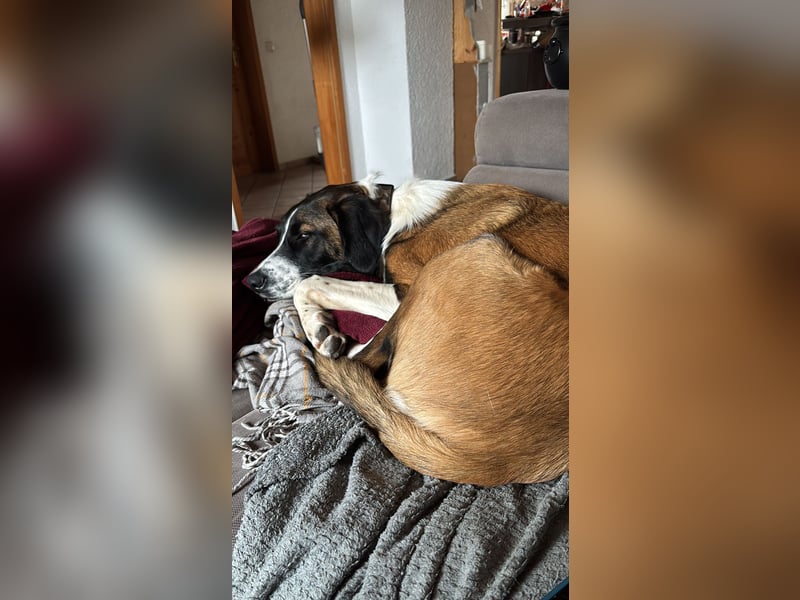 Mischling Rüde sucht neues Zuhause