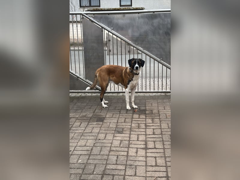 Mischling Rüde sucht neues Zuhause