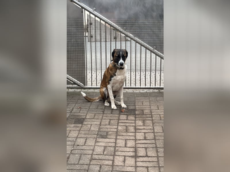 Mischling Rüde sucht neues Zuhause