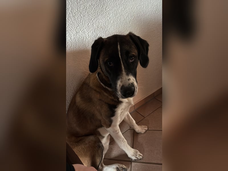 Mischling Rüde sucht neues Zuhause
