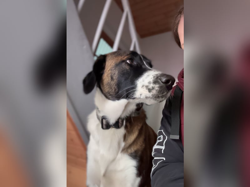 Mischling Rüde sucht neues Zuhause