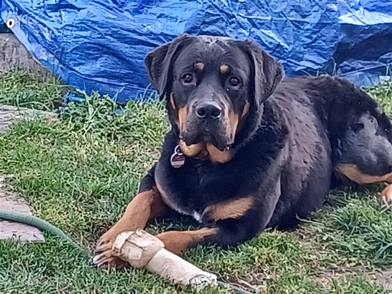 Ich bin Lucky ein Labrador-Boxer Mix (Boxerdor) sucht Hündin für gemeinsames Baby machen Deckrüde