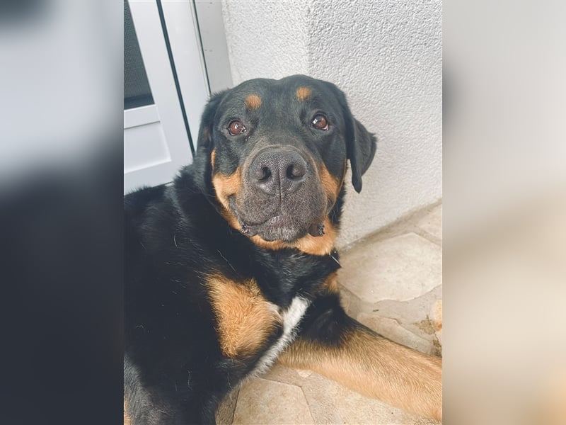 Ich bin Lucky ein Labrador-Boxer Mix (Boxerdor) sucht Hündin für gemeinsames Baby machen Deckrüde