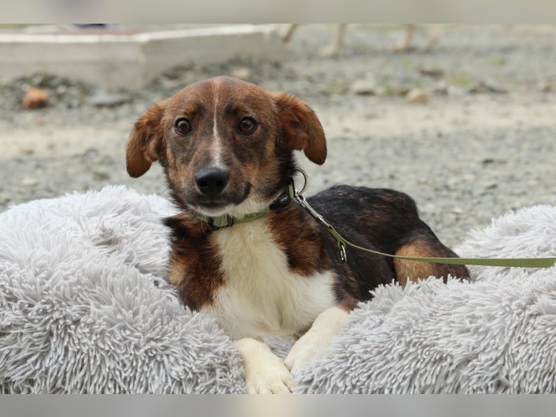 Delvin sucht sein Für-Immer-Zuhause