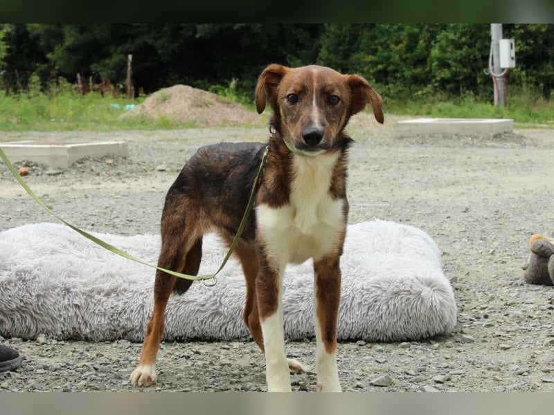 Delvin sucht sein Für-Immer-Zuhause