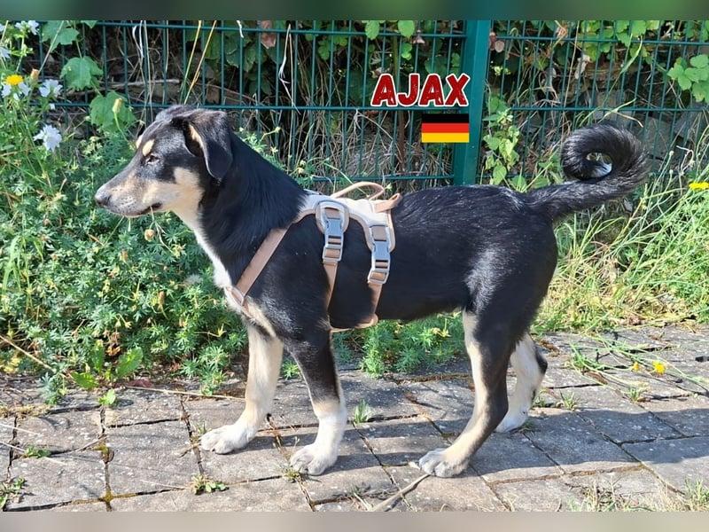 Ajax,geb.03/25,verschmuster Hundebub sucht seine Familie