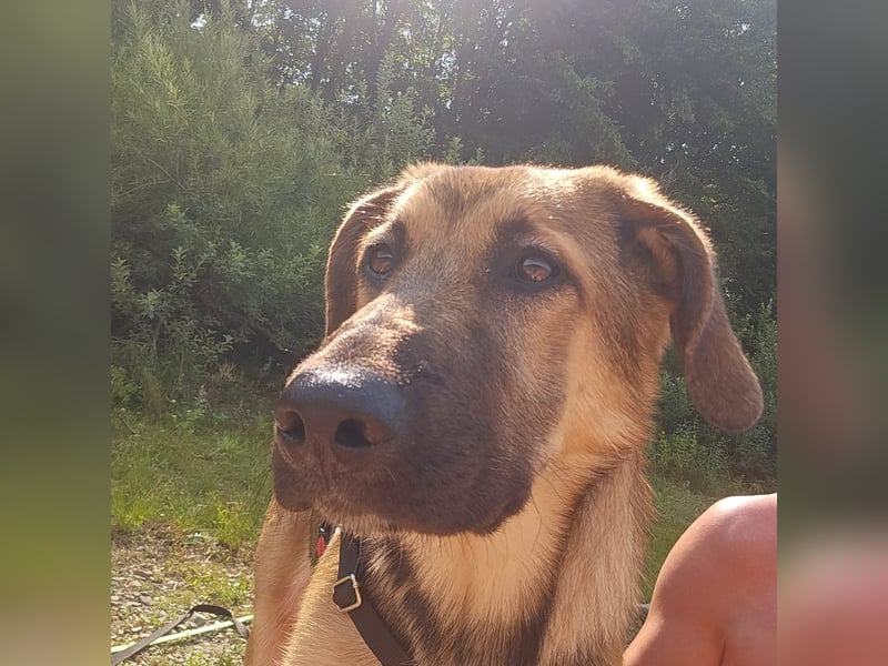 Leander,geb.02/25,schüchterner Hütehundmix sucht seine Familie,bereits auf PS in 57271 Hilchenbach