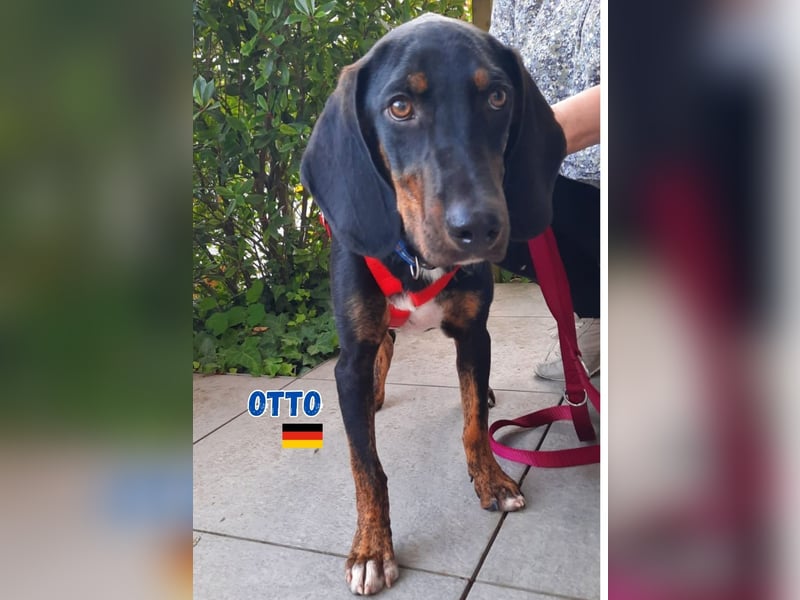 Otto,geb.01/25,sanfter Hundebub sucht seine Familie,bereits iin DE in 64646 Heppenheim