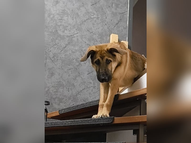 Leander,geb.02/25,schüchterner Hütehundmix sucht seine Familie,bereits auf PS in 57271 Hilchenbach