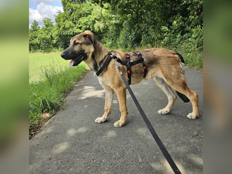 Leander,geb.02/25,schüchterner Hütehundmix sucht seine Familie,bereits auf PS in 57271 Hilchenbach