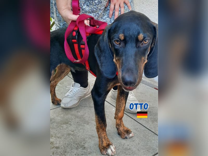 Otto,geb.01/25,sanfter Hundebub sucht seine Familie,bereits iin DE in 64646 Heppenheim