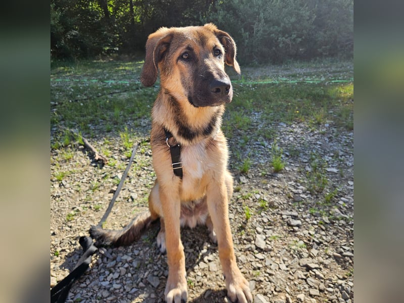 Leander,geb.02/25,schüchterner Hütehundmix sucht seine Familie,bereits auf PS in 57271 Hilchenbach