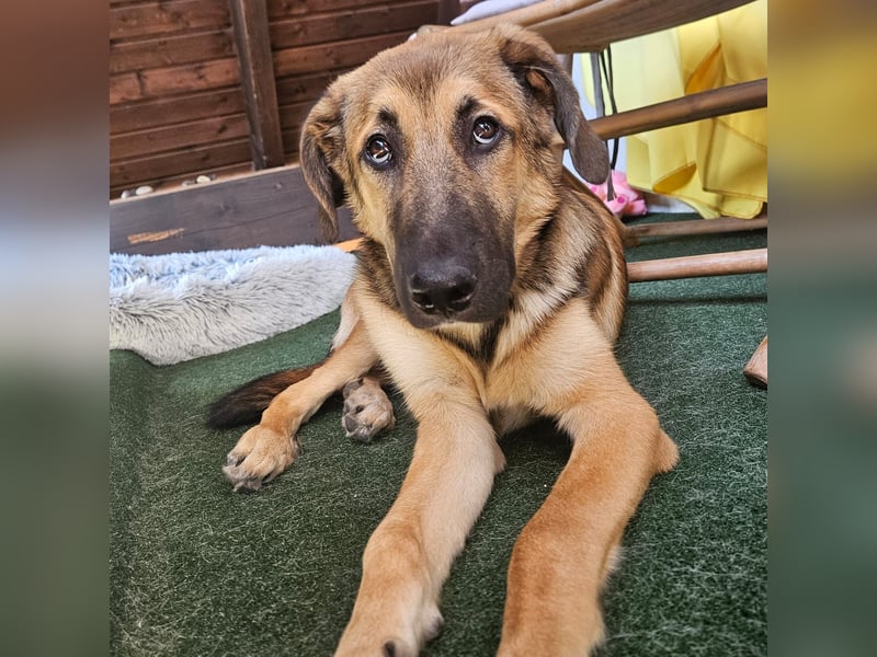 Leander,geb.02/25,schüchterner Hütehundmix sucht seine Familie,bereits auf PS in 57271 Hilchenbach