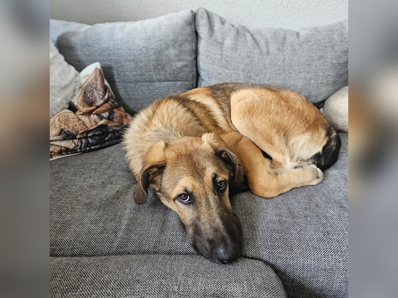 Leander,geb.02/25,hübscher Hütehundmix sucht seine Familie,bereits auf PS in 57271 Hilchenbach