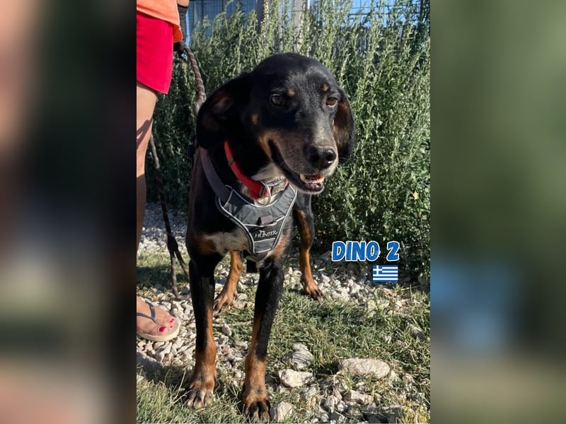 Dino,geb.01/24,hübscher Brackenmixjunge sucht seine Familie