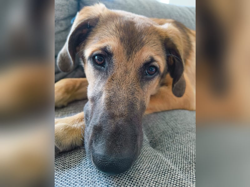 Leander,geb.02/25,schüchterner Hütehundmix sucht seine Familie,bereits auf PS in 57271 Hilchenbach