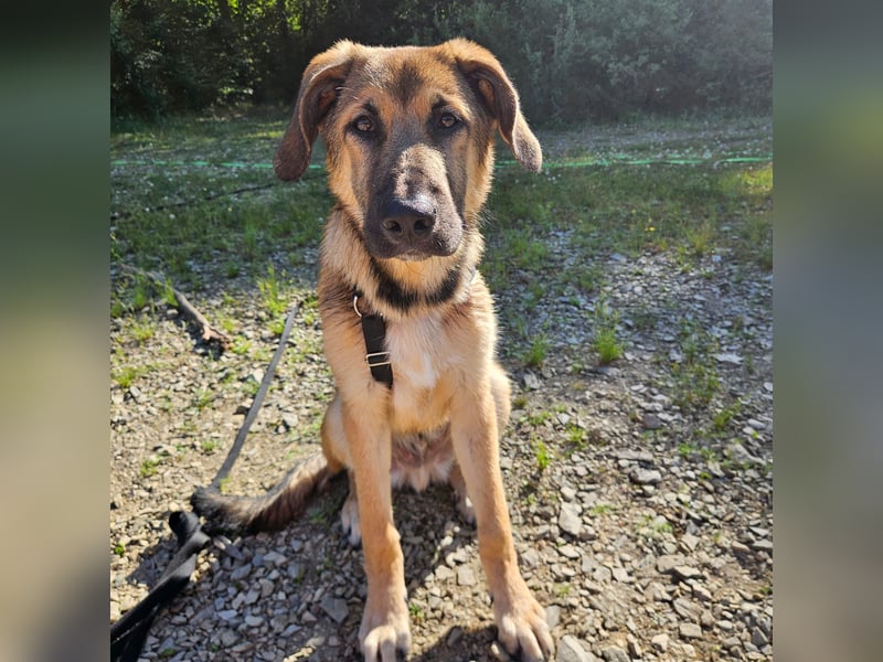 Leander,geb.02/25,schüchterner Hütehundmix sucht seine Familie,bereits auf PS in 57271 Hilchenbach