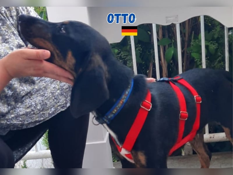 Otto,geb.01/25,sanfter Hundebub sucht seine Familie,bereits iin DE in 64646 Heppenheim
