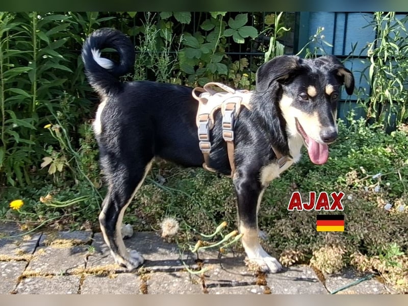 Ajax,geb.03/25,verschmuster Hundebub sucht seine Familie