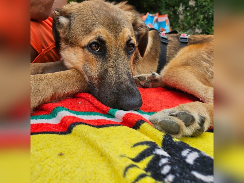 Leander,geb.02/25,schüchterner Hütehundmix sucht seine Familie,bereits auf PS in 57271 Hilchenbach