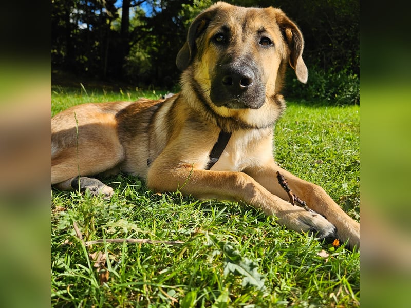 Leander,geb.02/25,hübscher Hütehundmix sucht seine Familie,bereits auf PS in 57271 Hilchenbach