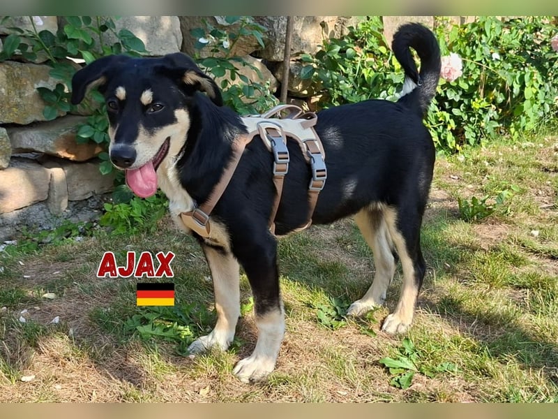 Ajax,geb.03/25,verschmuster Hundebub sucht seine Familie