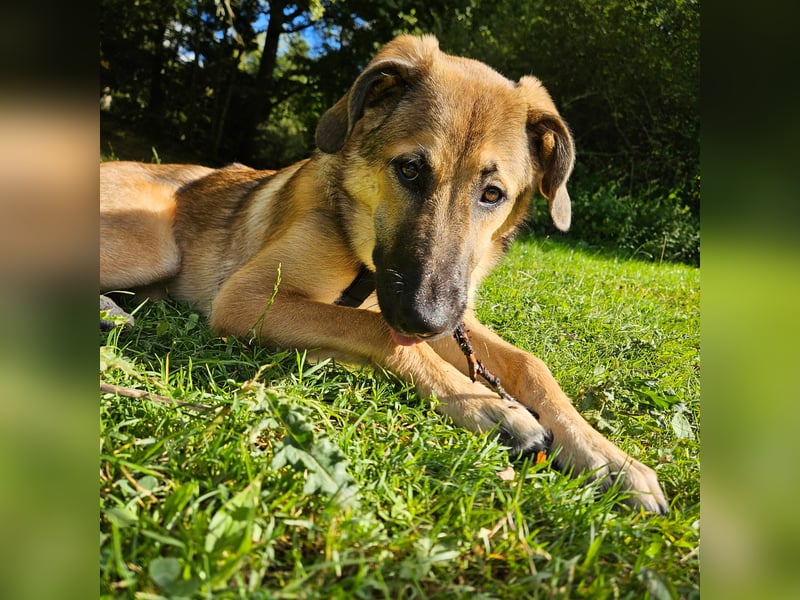 Leander,geb.02/25,hübscher Hütehundmix sucht seine Familie,bereits auf PS in 57271 Hilchenbach