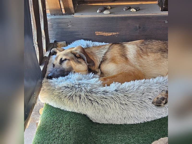 Leander,geb.02/25,schüchterner Hütehundmix sucht seine Familie,bereits auf PS in 57271 Hilchenbach