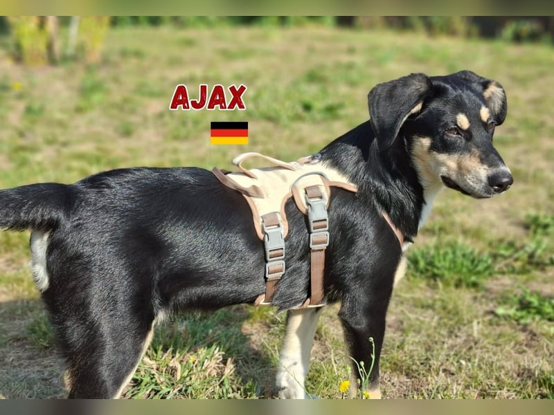 Ajax,geb.03/25,verschmuster Hundebub sucht seine Familie