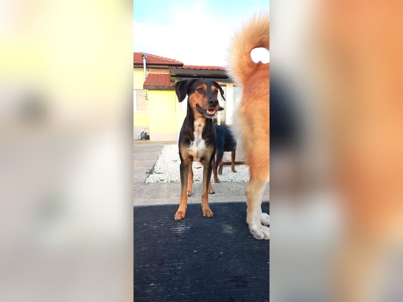 Johny & Bully reinrassige Ludogorsko Rüden