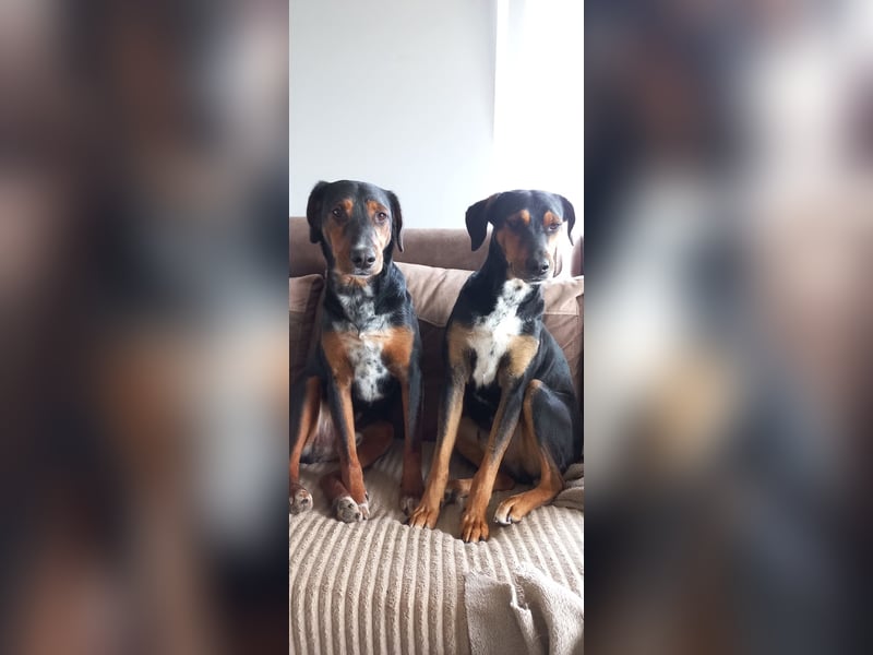 Johny & Bully reinrassige Ludogorsko Rüden