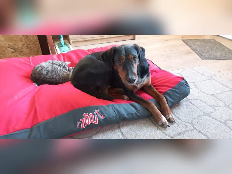 Johny & Bully reinrassige Ludogorsko Rüden