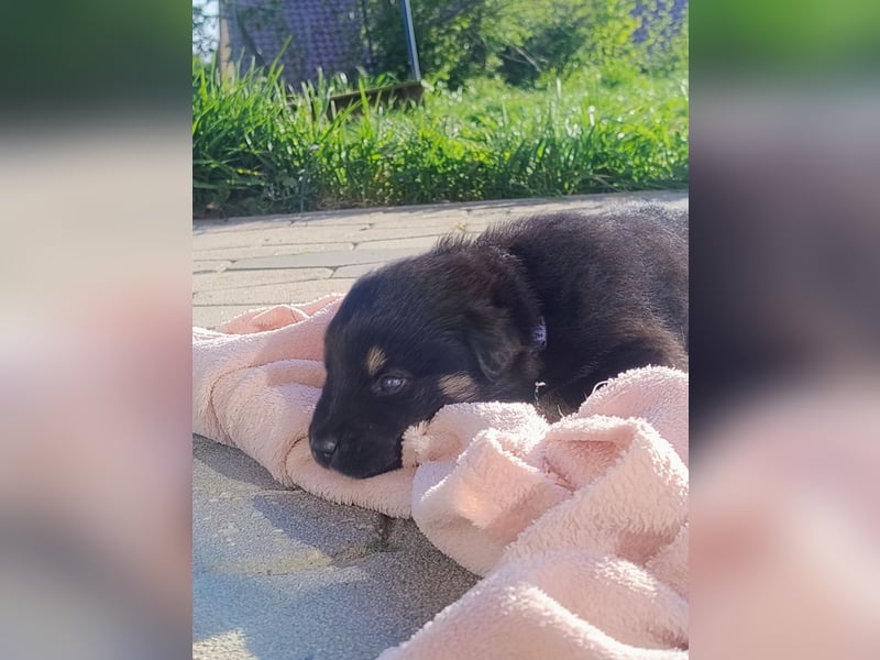Welpen suchen ab Juli ein Zuhause