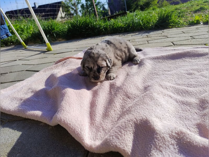 Welpen suchen ab Juli ein Zuhause