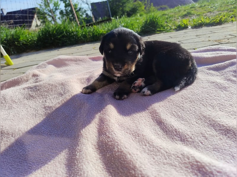 Welpen suchen ab Juli ein Zuhause