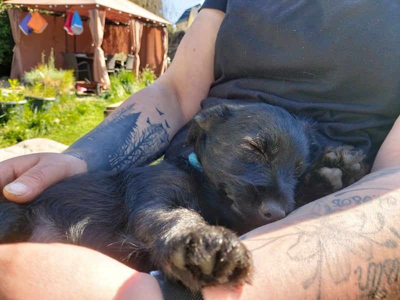 Rüde Terrier Mix