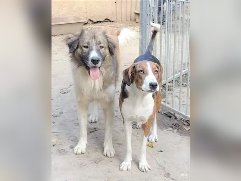 Alex - Freunde der Rasse finden in ihm einen sehr treuen Hund! Moskauer Wachhund, sehr loyal