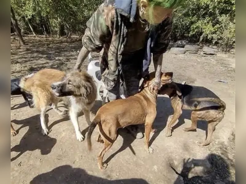 Alex - Freunde der Rasse finden in ihm einen sehr treuen Hund! Moskauer Wachhund, sehr loyal
