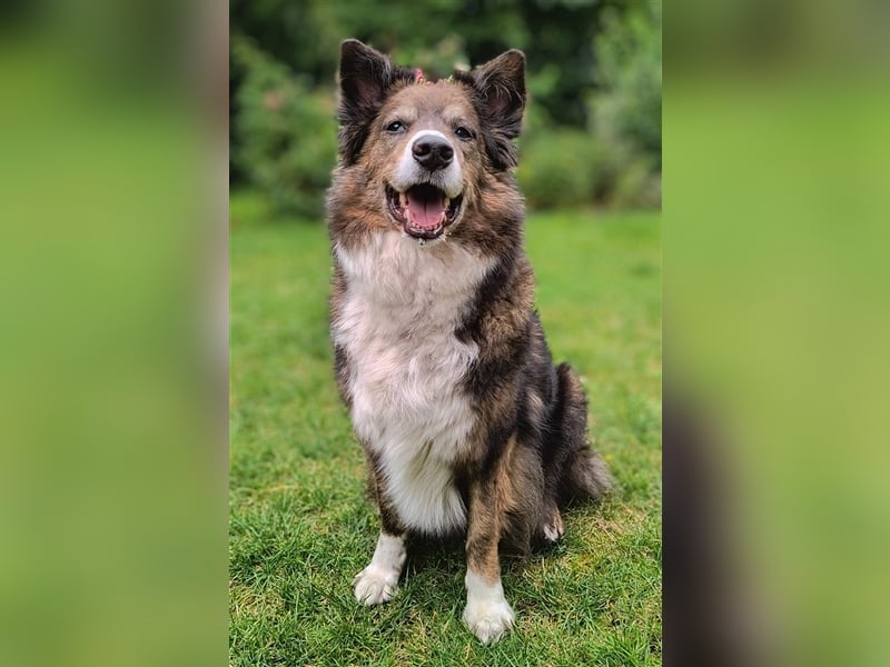 ARCELLO sucht ein neues zu Hause