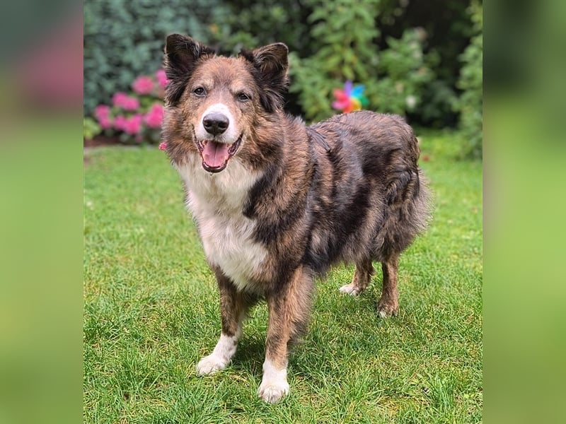 ARCELLO sucht ein neues zu Hause