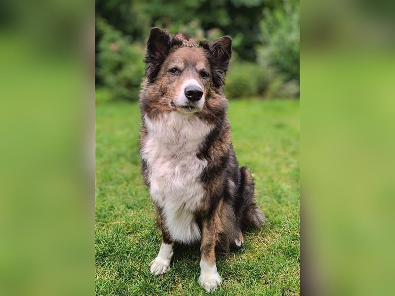 ARCELLO sucht ein neues zu Hause