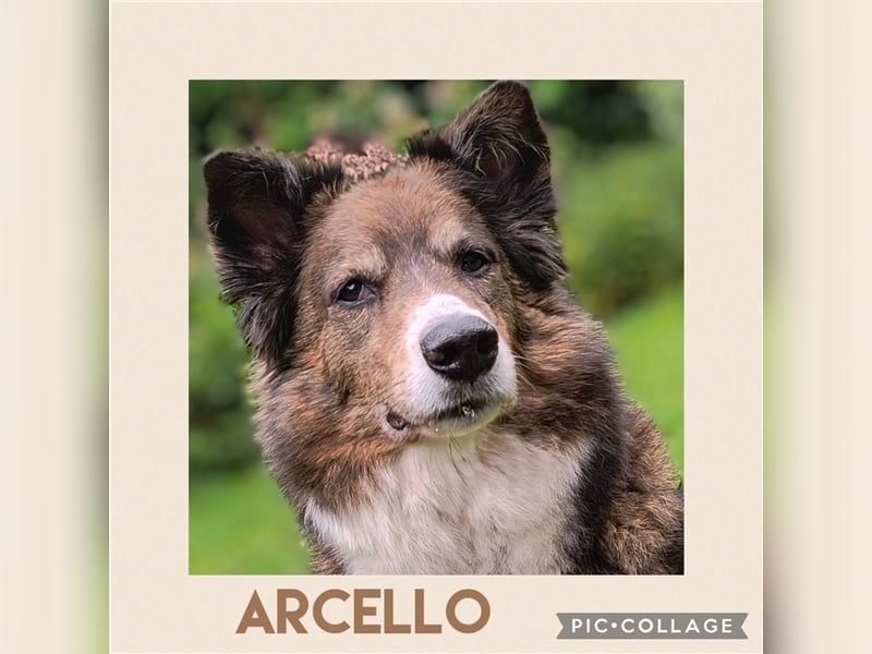 ARCELLO sucht ein neues zu Hause